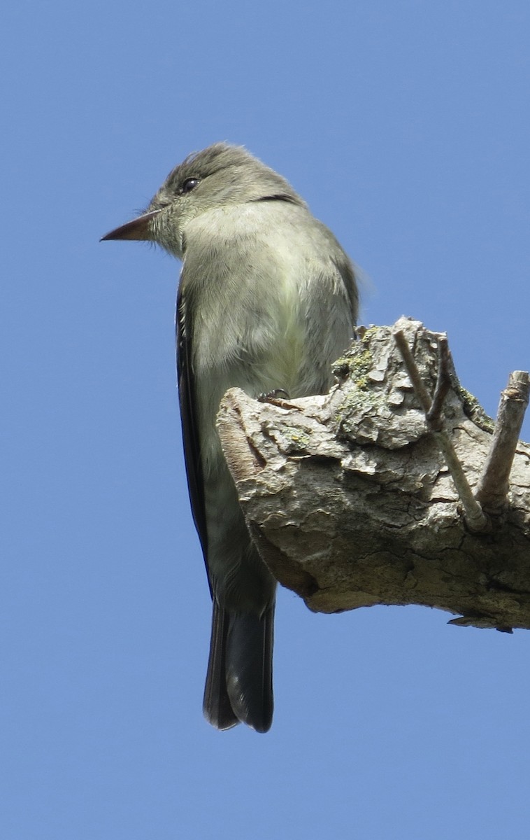 Western Wood-Pewee - Thomas Wurster