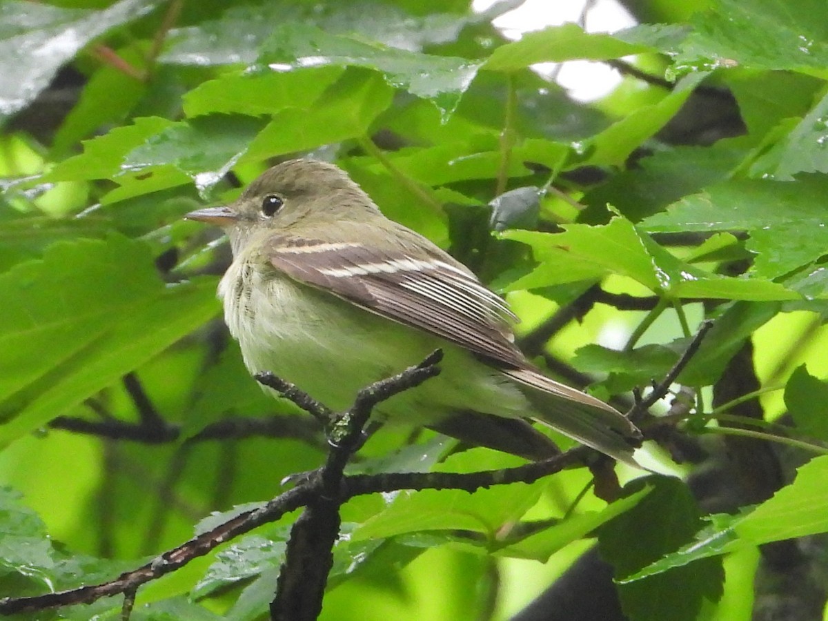 Acadian Flycatcher - ML618782988