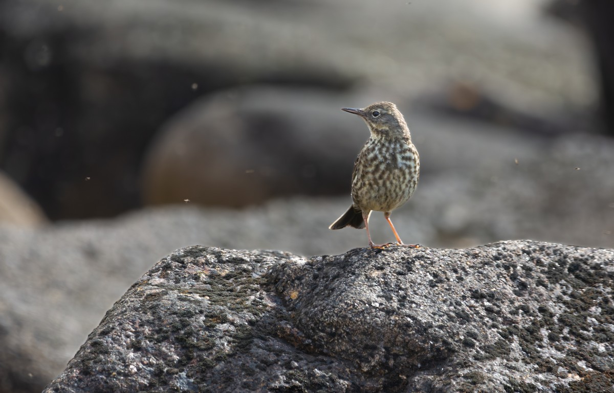 Rock Pipit - Ryan Boswarthick