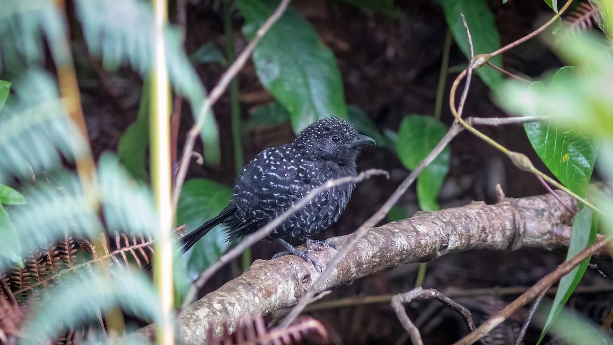 Large-tailed Antshrike - Diego Murta