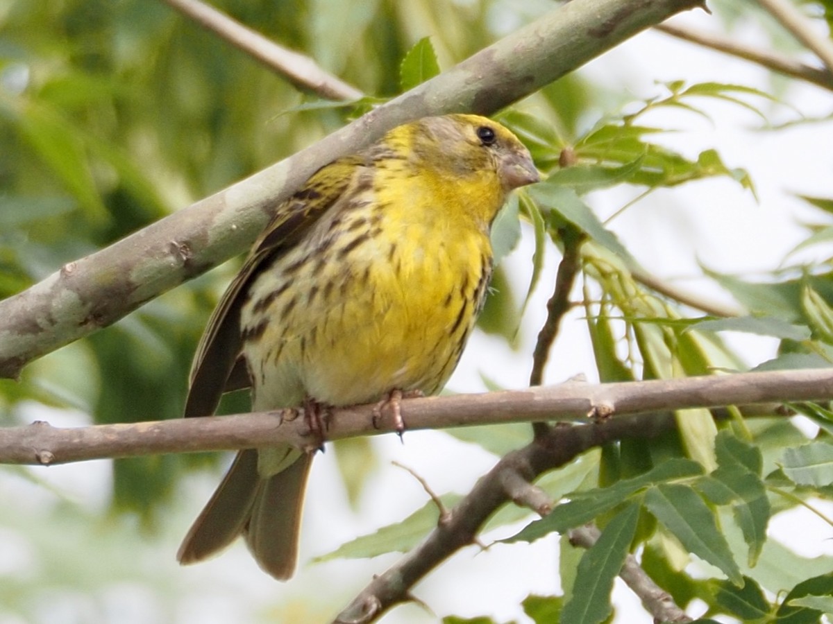 European Serin - Wendy Feltham