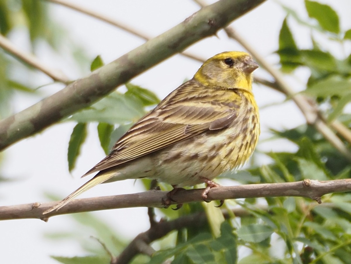 European Serin - ML618782999