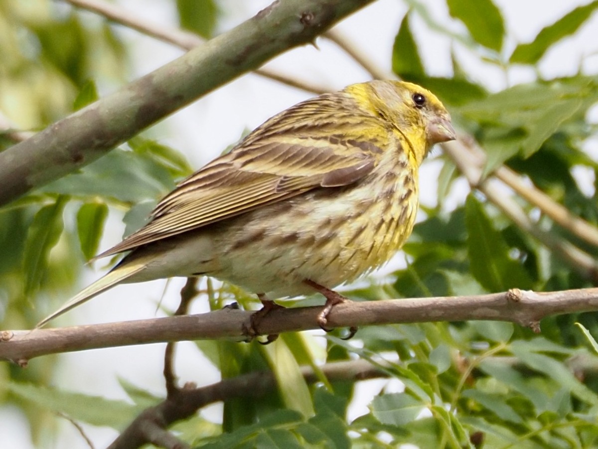 European Serin - ML618783000