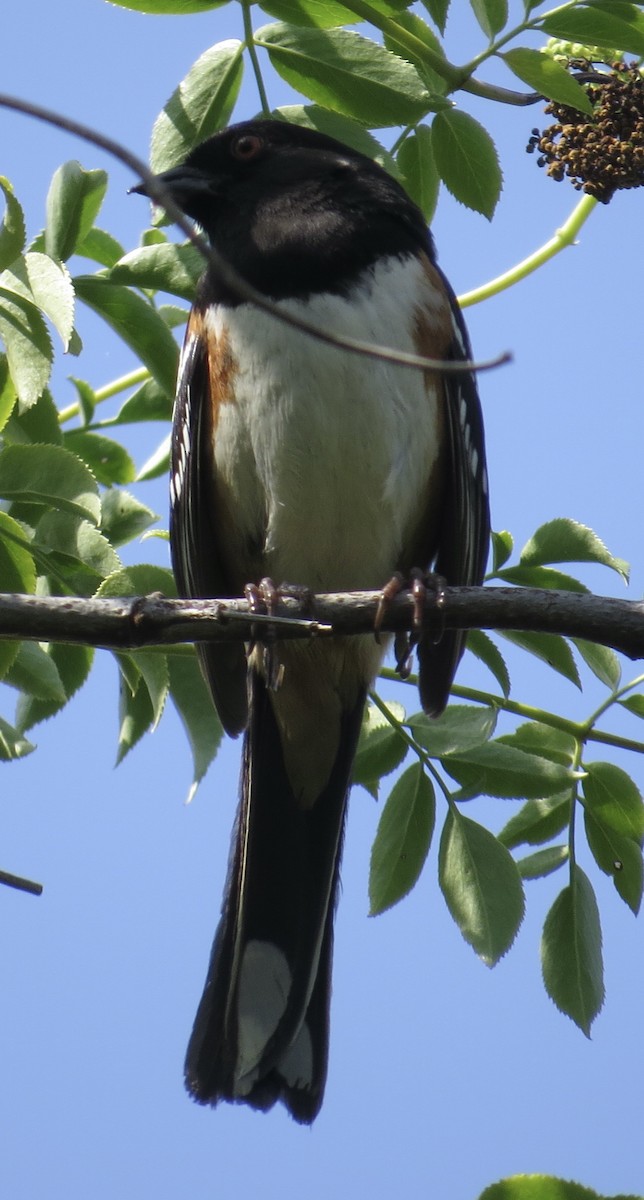 Spotted Towhee - Thomas Wurster