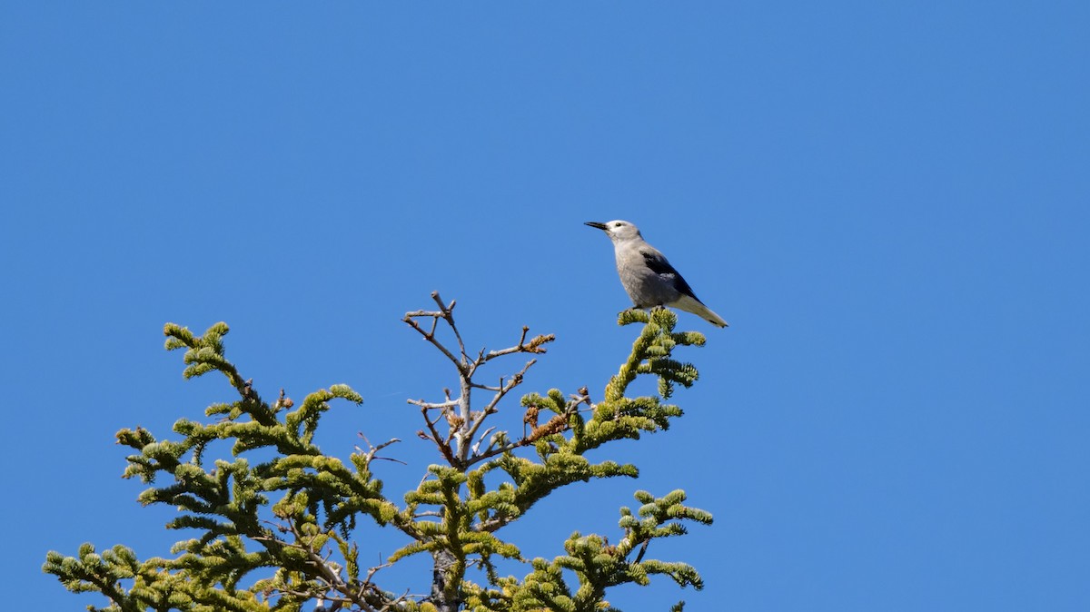 Clark's Nutcracker - James Livaudais