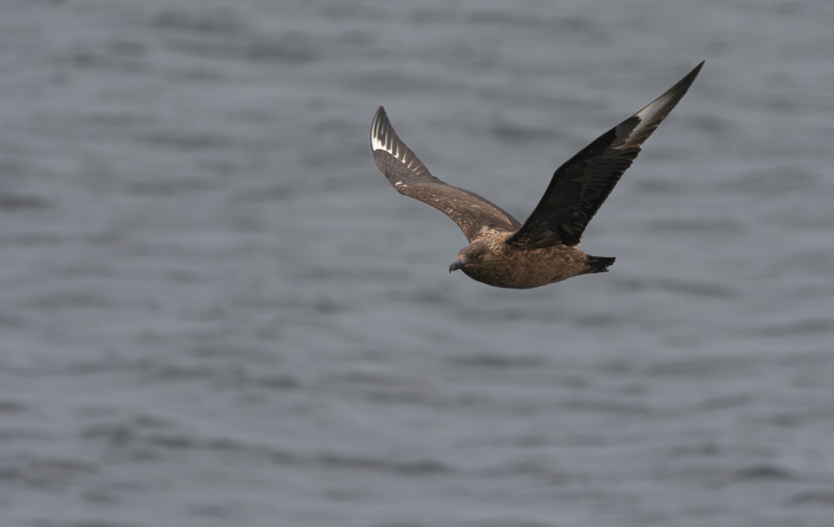 Great Skua - Ryan Boswarthick