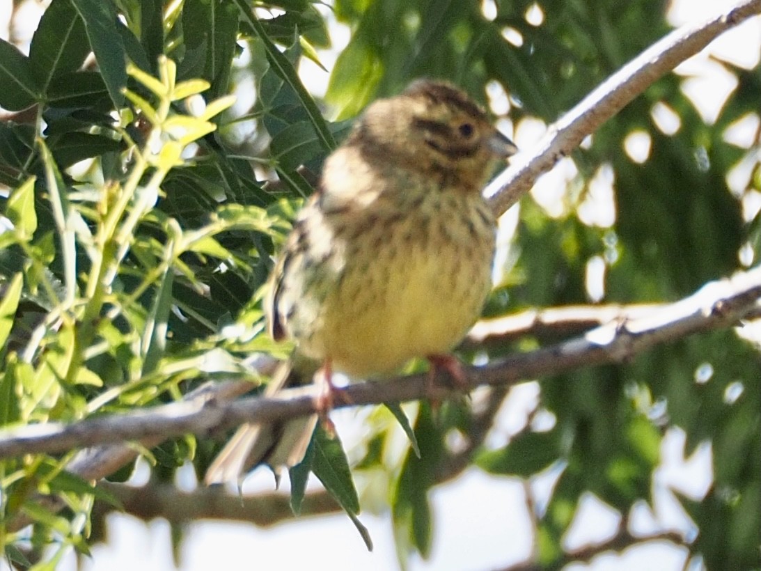 Cirl Bunting - Wendy Feltham