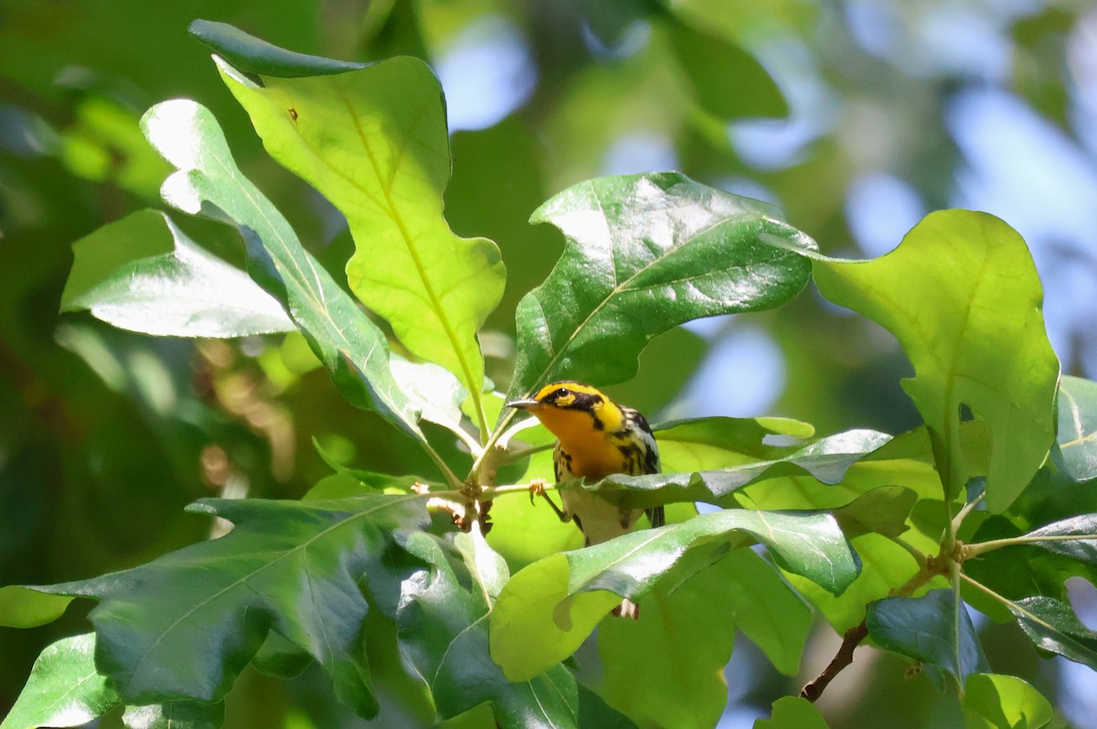 Blackburnian Warbler - Tricia Vesely