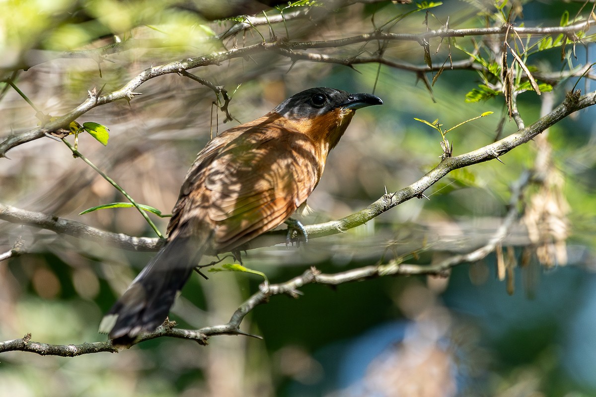 Gray-capped Cuckoo - Heiler Uribe