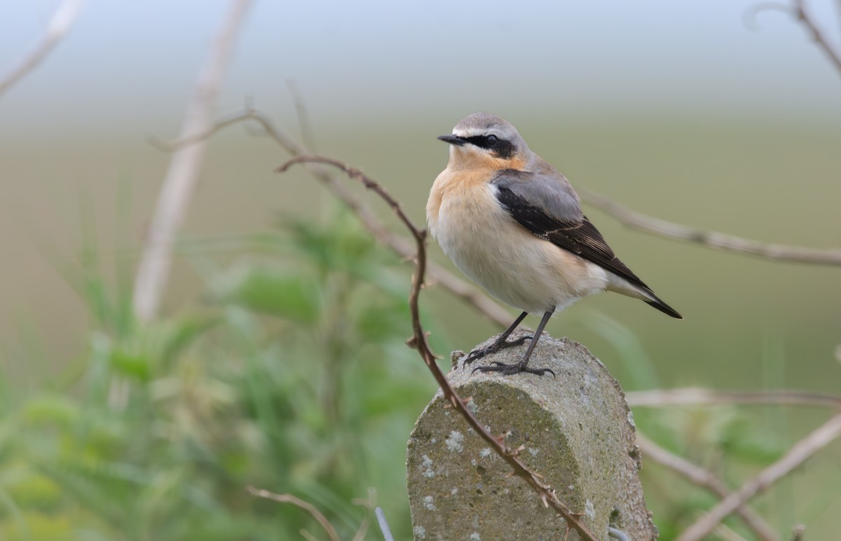 Northern Wheatear - Ryan Boswarthick