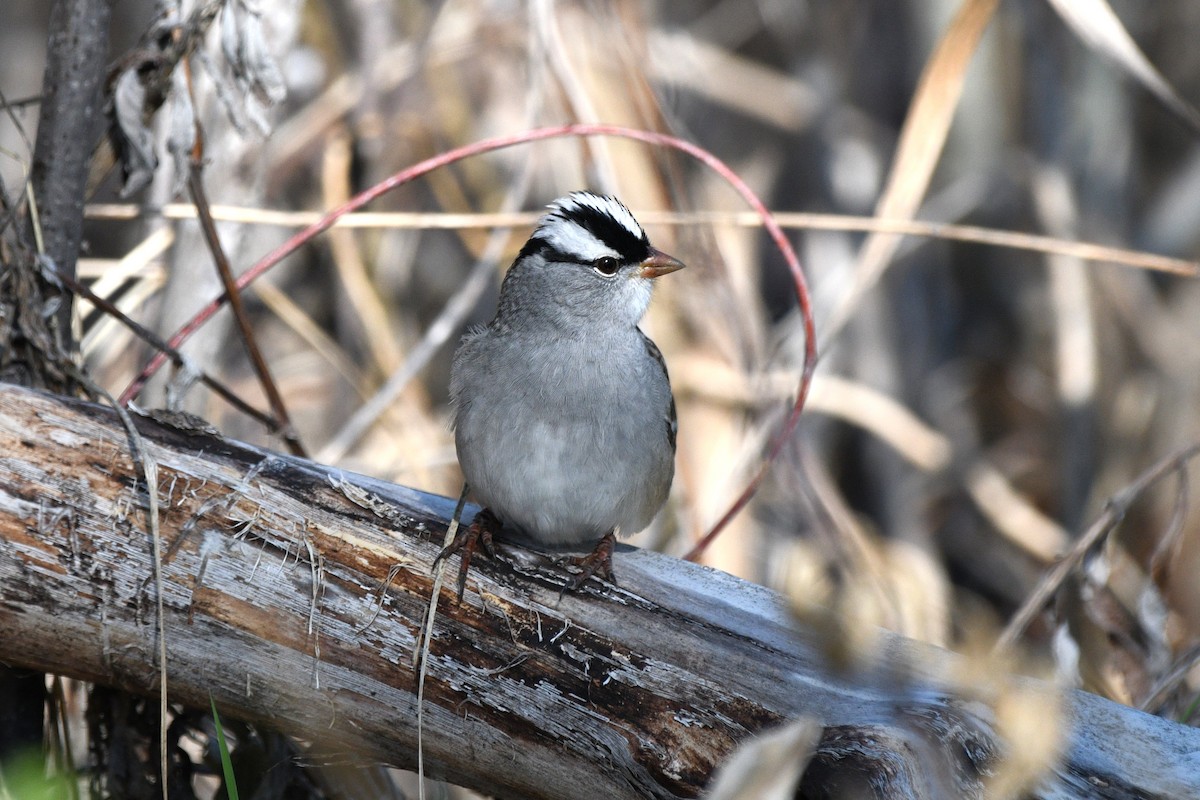 White-crowned Sparrow - Liz Harper