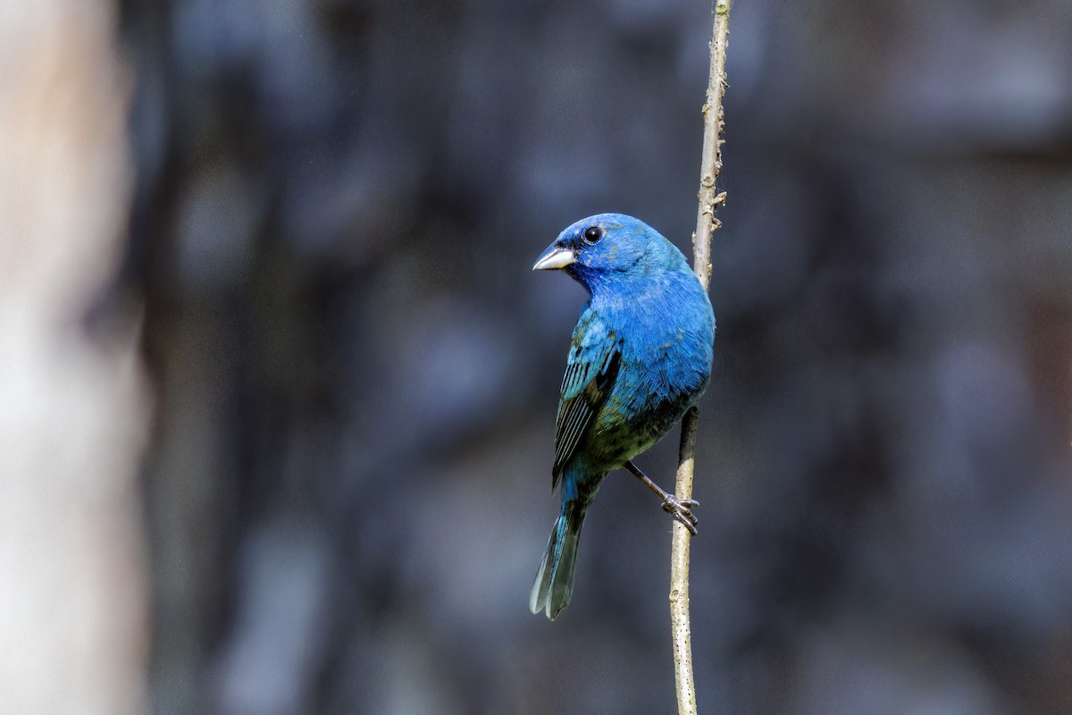 Indigo Bunting - Dennis Miller