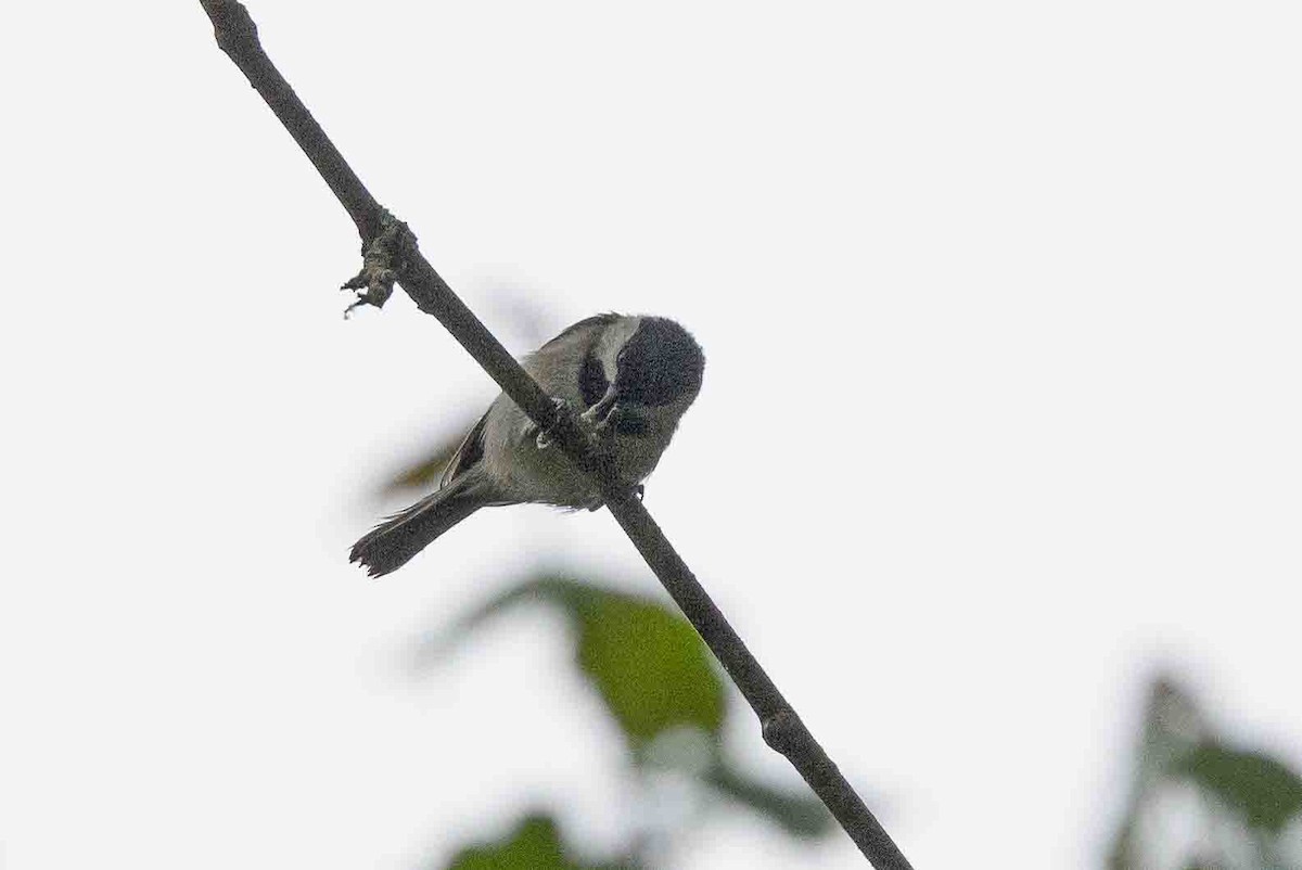 Carolina Chickadee - Ann Van Sant