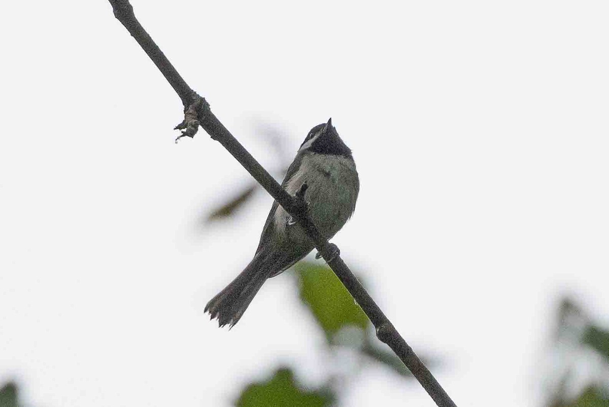 Carolina Chickadee - Ann Van Sant