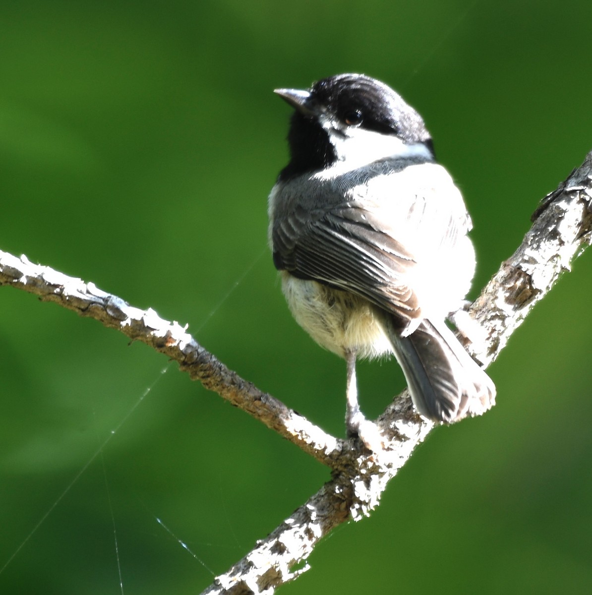 Carolina Chickadee - Cyndy Hardaker