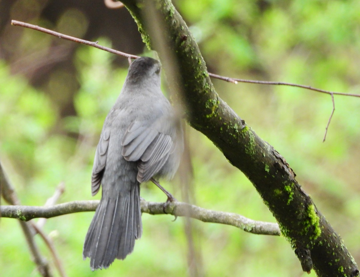 Gray Catbird - alan murray