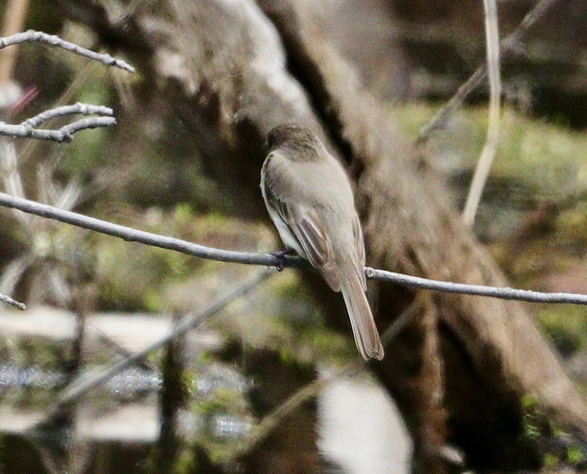 Eastern Phoebe - Jay & Judy Anderson