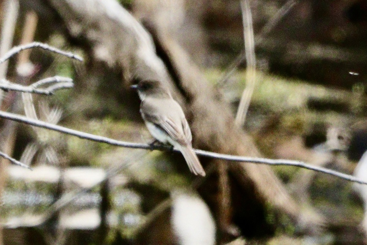 Eastern Phoebe - Jay & Judy Anderson