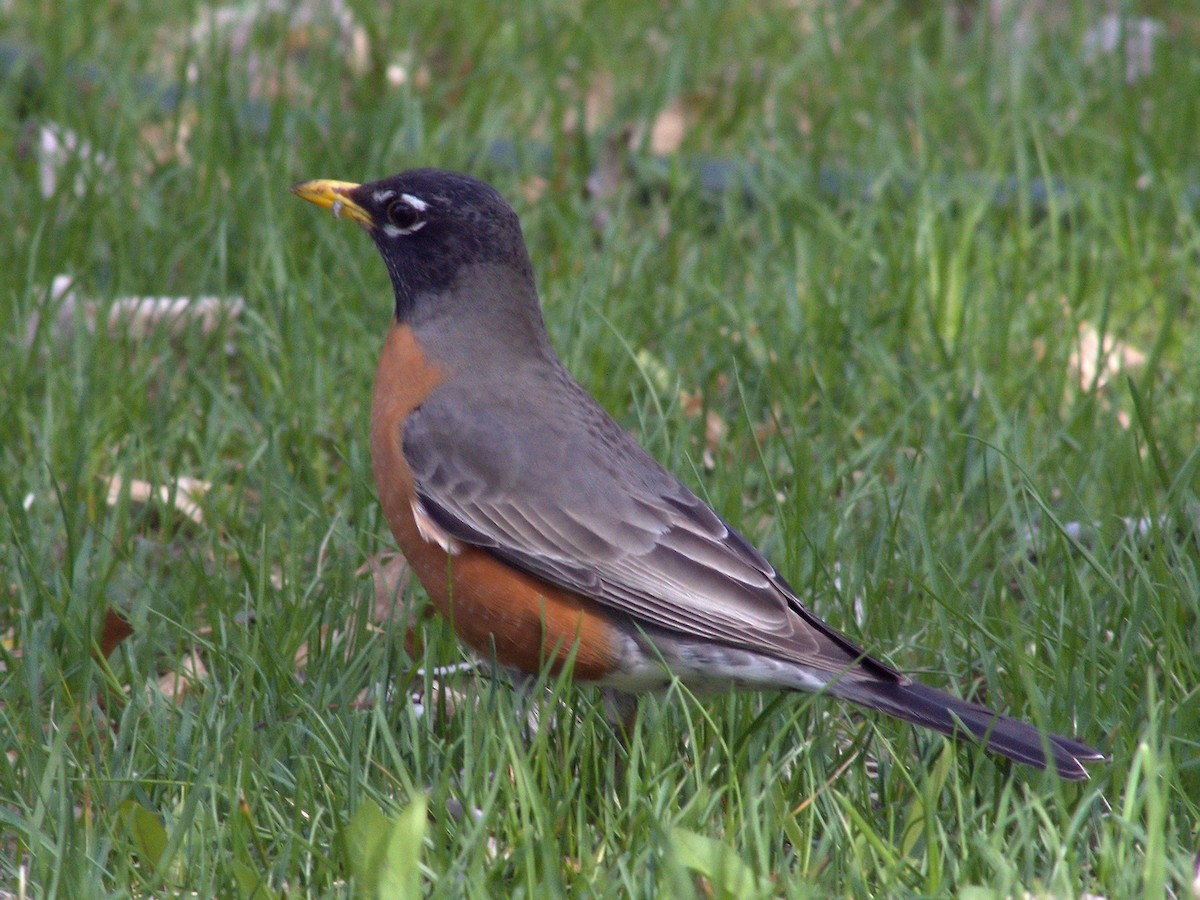 American Robin - Thomas Cooper