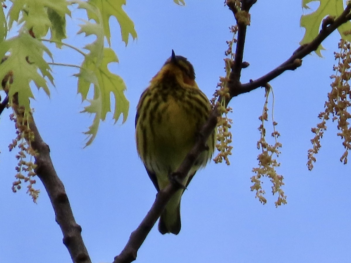 Paruline tigrée - ML618783155