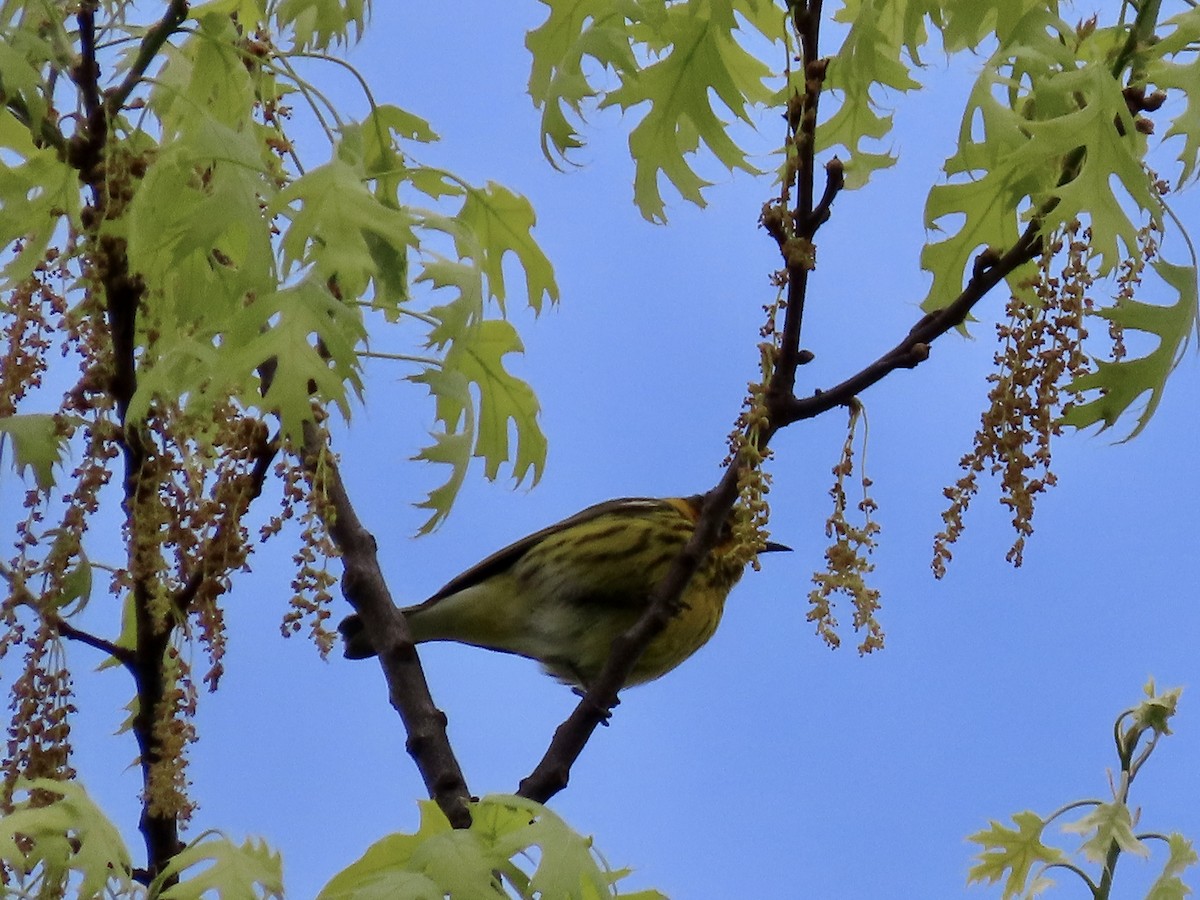 Cape May Warbler - Greg Clark