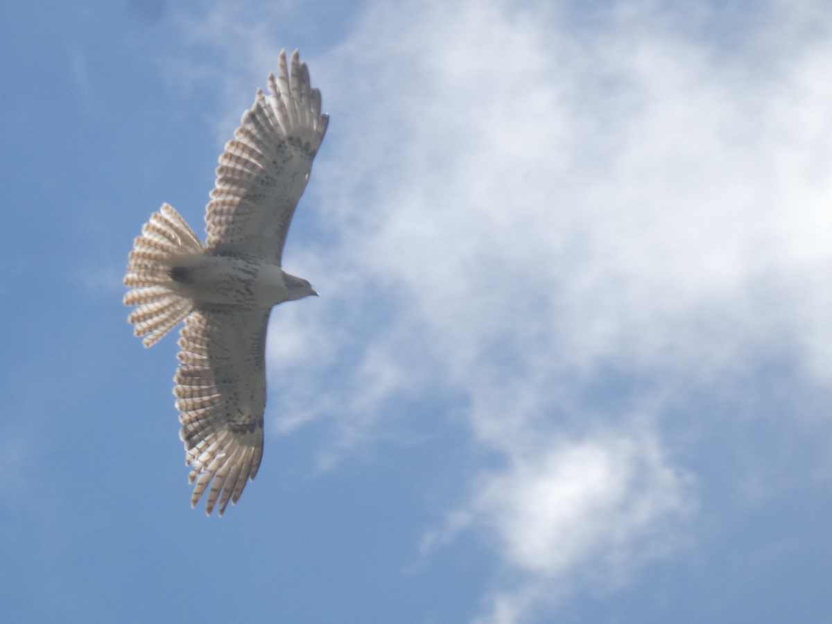 Ferruginous Hawk - Carolyn Sanders