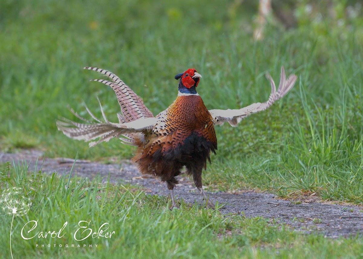 Ring-necked Pheasant - ML618783223