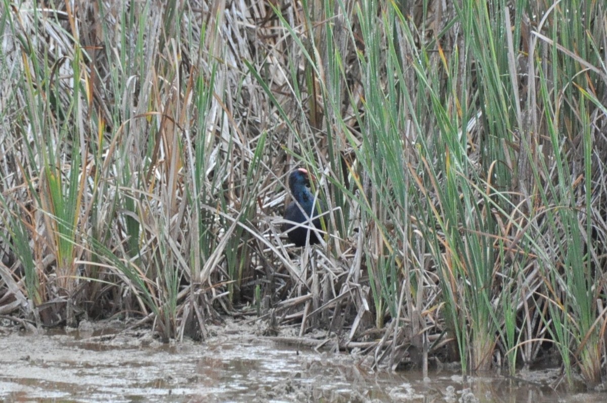 African Swamphen - 🦜 Daniel Correia 🦜