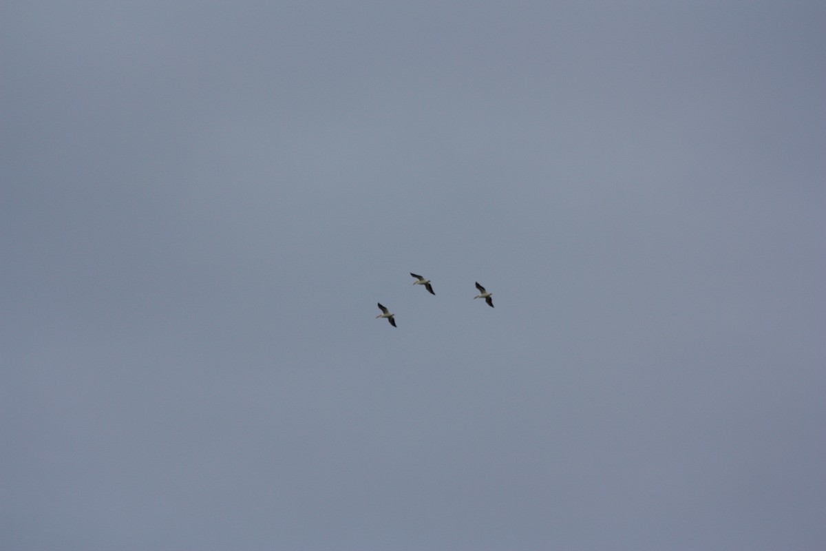 American White Pelican - Jake Kron