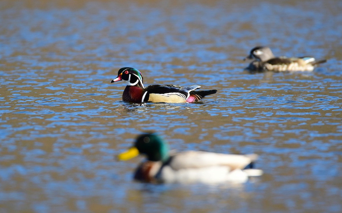 Wood Duck - ML618783299