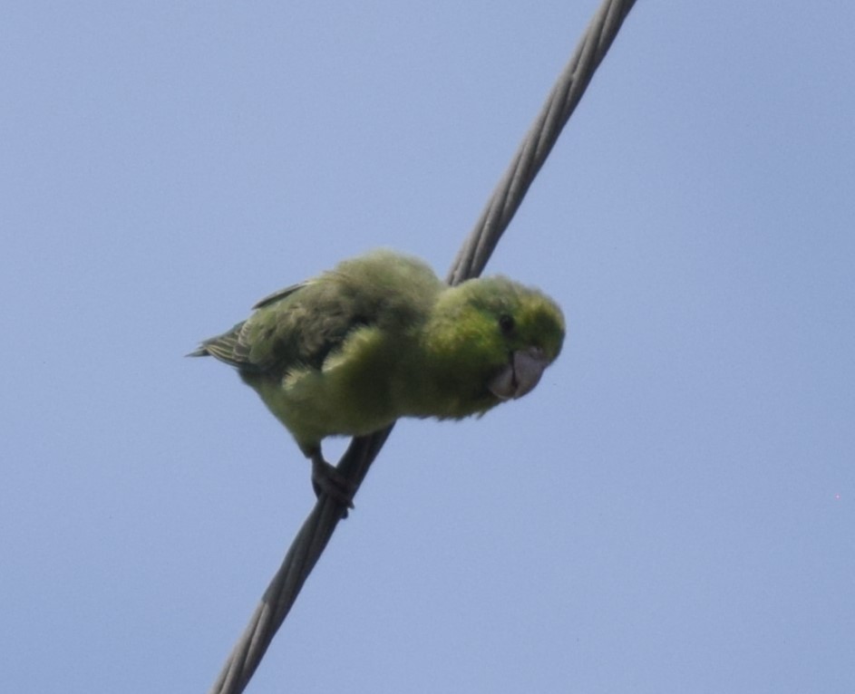 Pacific Parrotlet - Monica Paredes Mejia