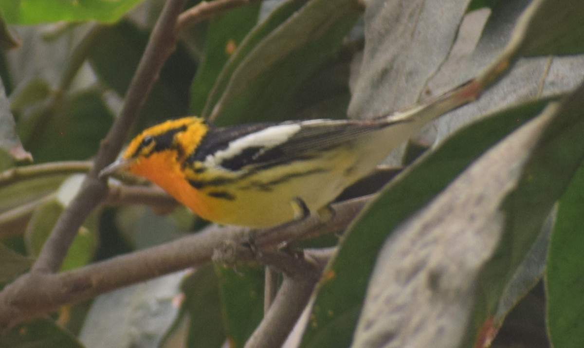 Blackburnian Warbler - Monica Paredes Mejia