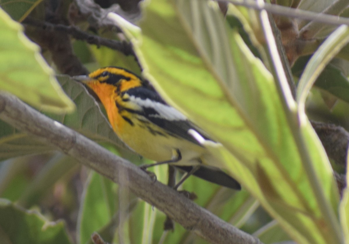 Blackburnian Warbler - Monica Paredes Mejia