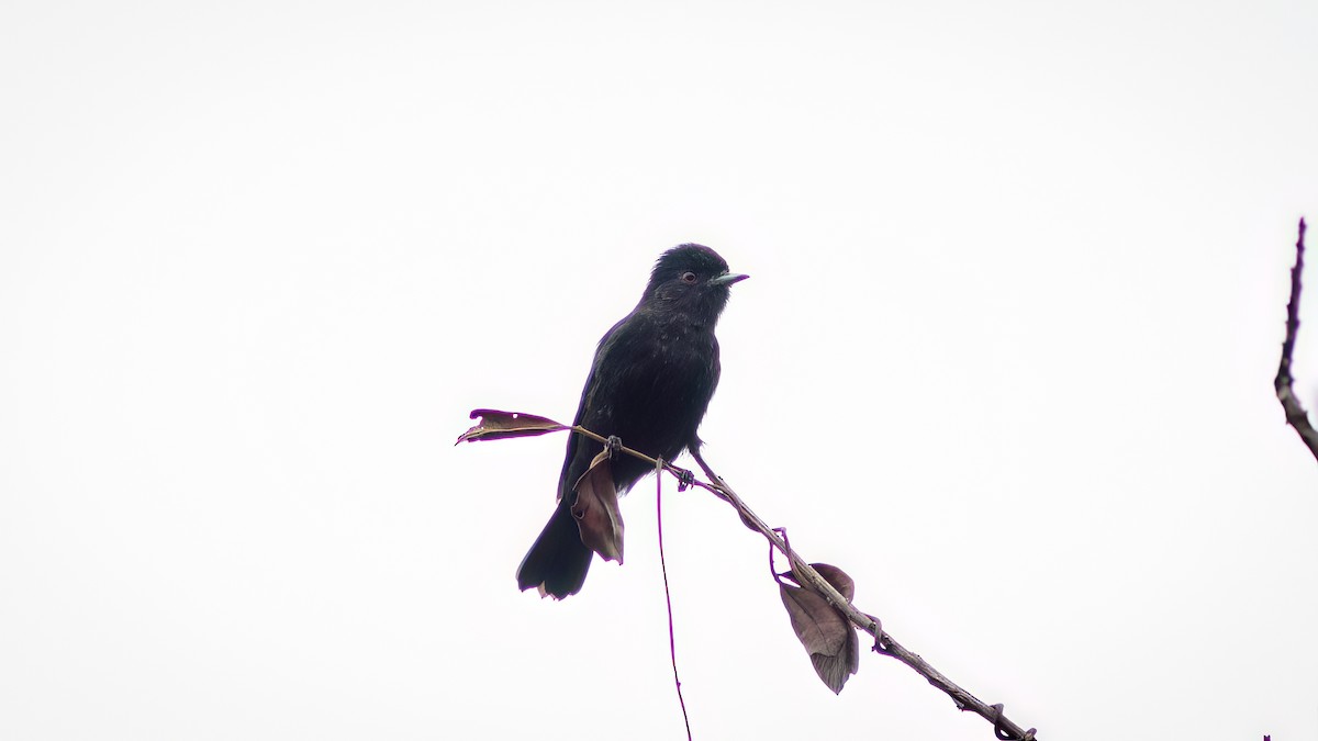 Blue-billed Black-Tyrant - Diego Murta