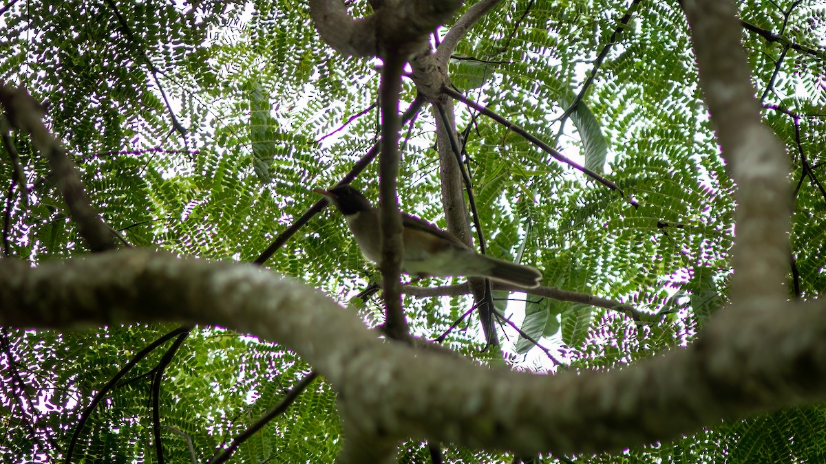 White-necked Thrush - Diego Murta