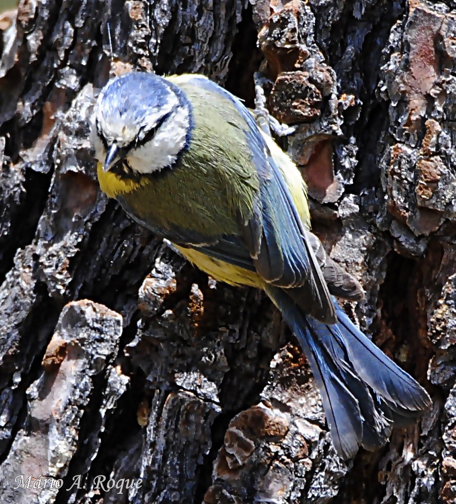 Eurasian Blue Tit - Mário Roque