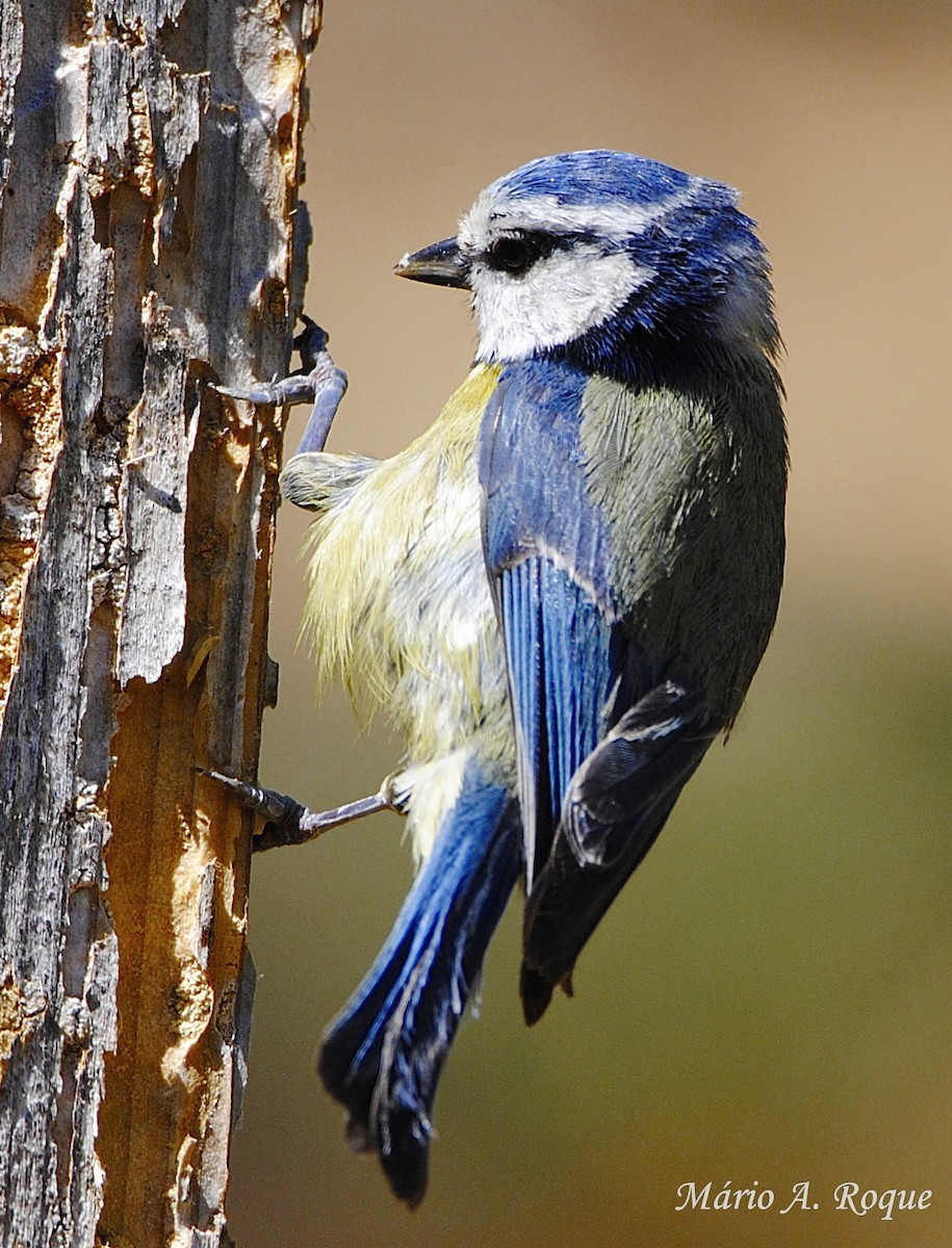 Eurasian Blue Tit - Mário Roque