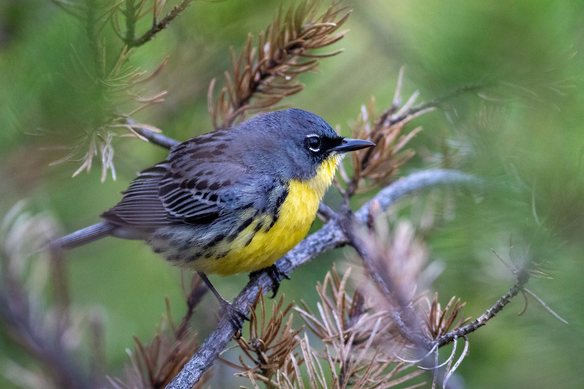 Kirtland's Warbler - Tom Auer