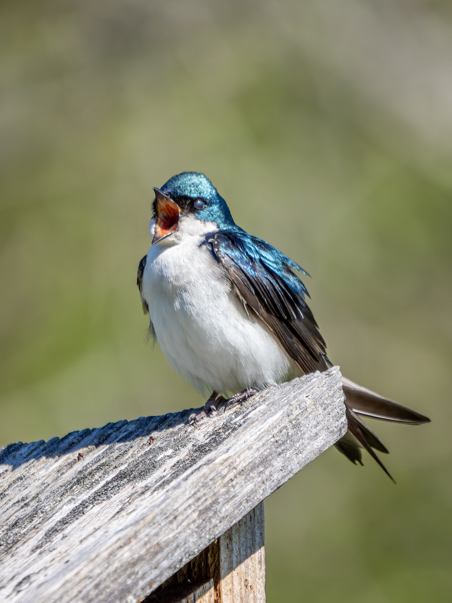 Tree Swallow - ML618783411