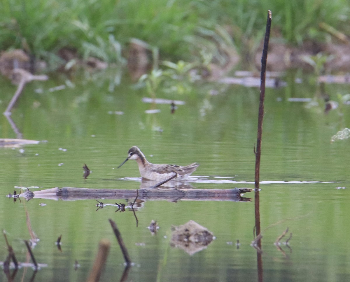 Wilson's Phalarope - Russell Hillsley