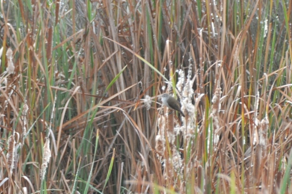 Lesser Swamp Warbler - ML618783432