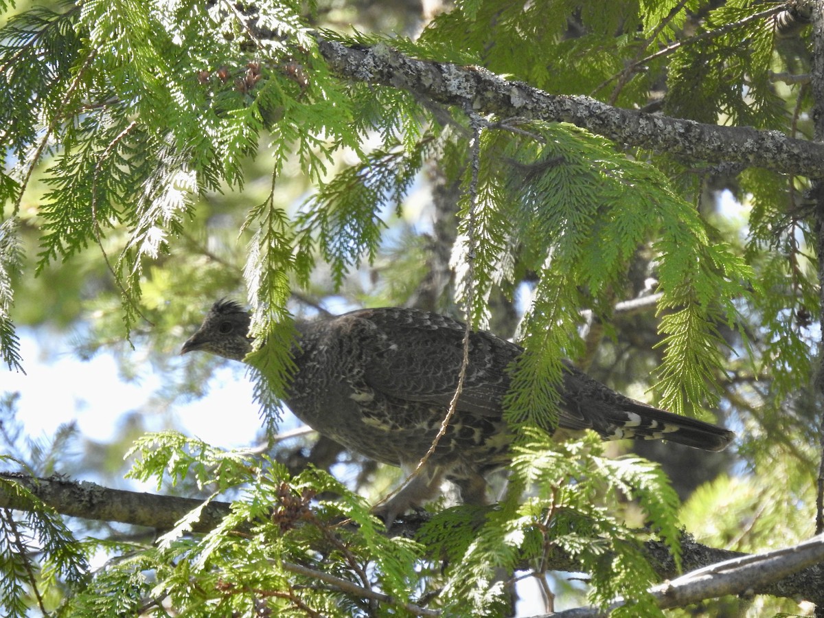 Dusky Grouse - Sachi Snively