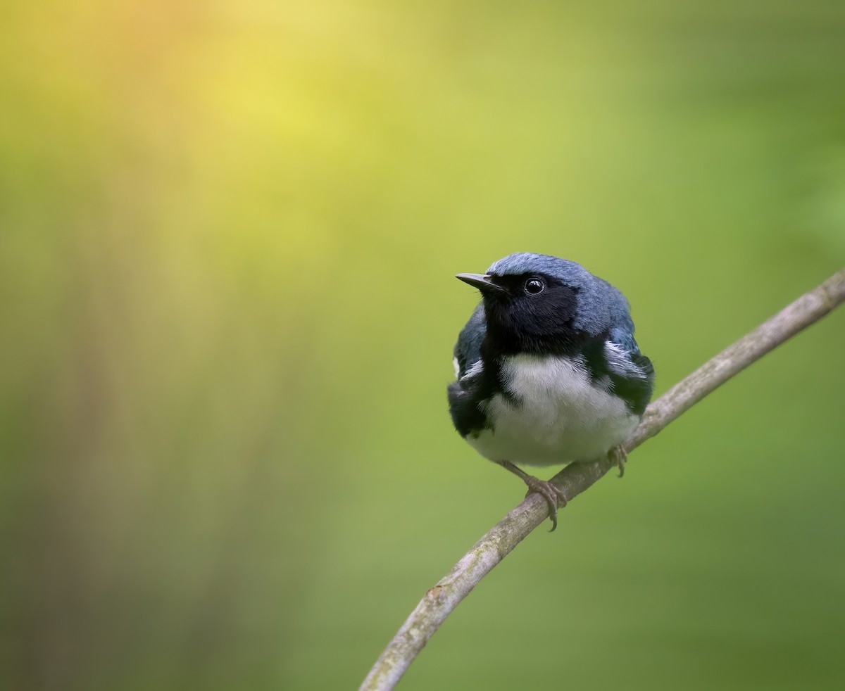 Black-throated Blue Warbler - Erica Heusser