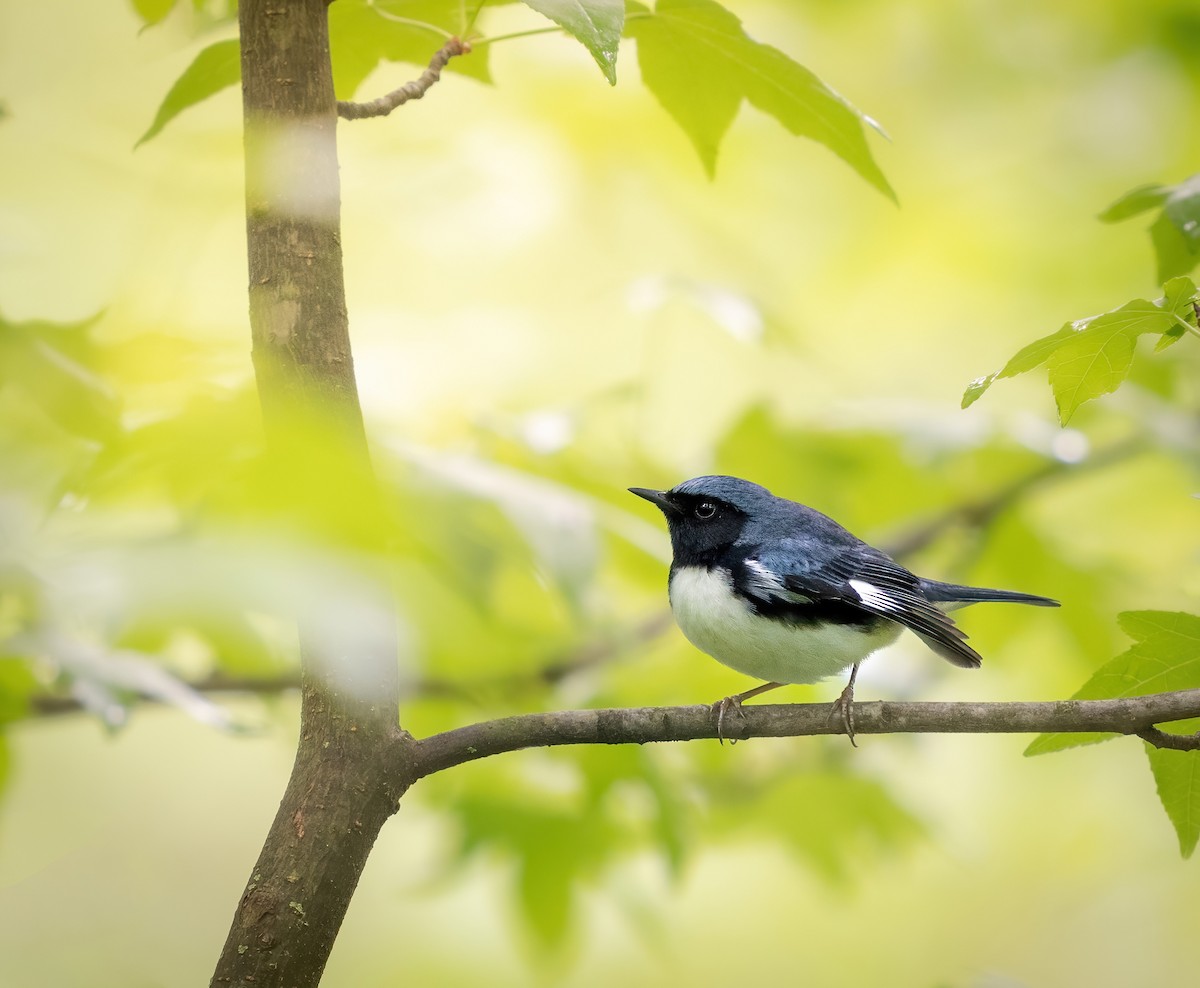 Black-throated Blue Warbler - Erica Heusser