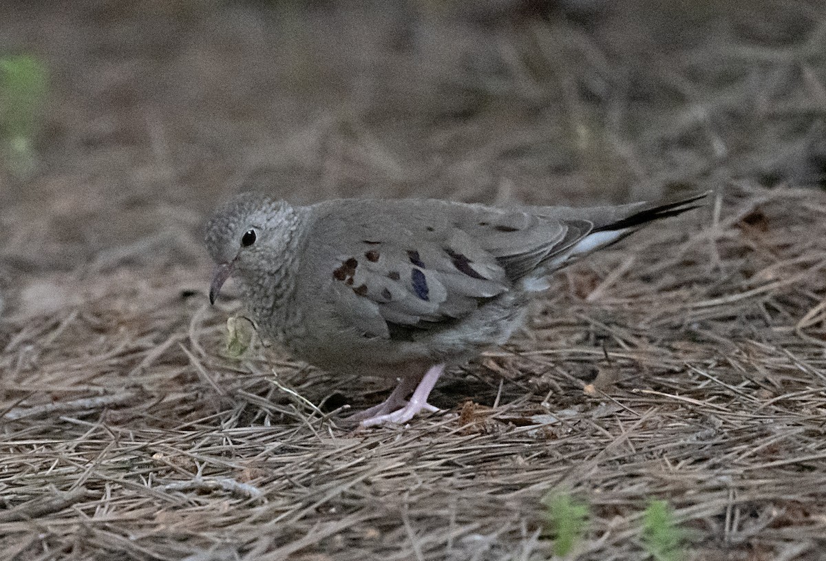 Common Ground Dove - ML618783453