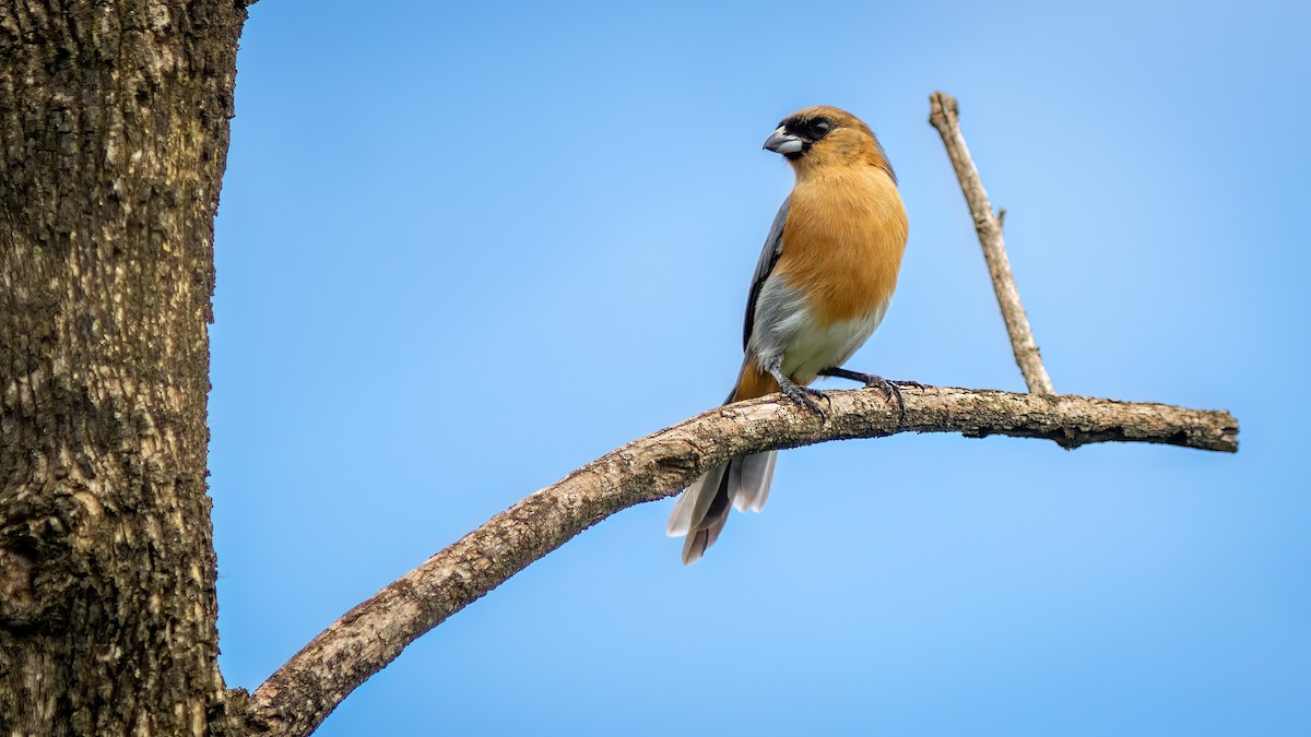 Cinnamon Tanager - Diego Murta