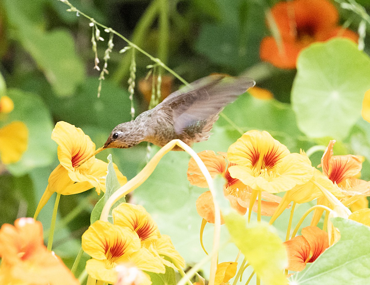 Anna's Hummingbird - Terry  Hurst