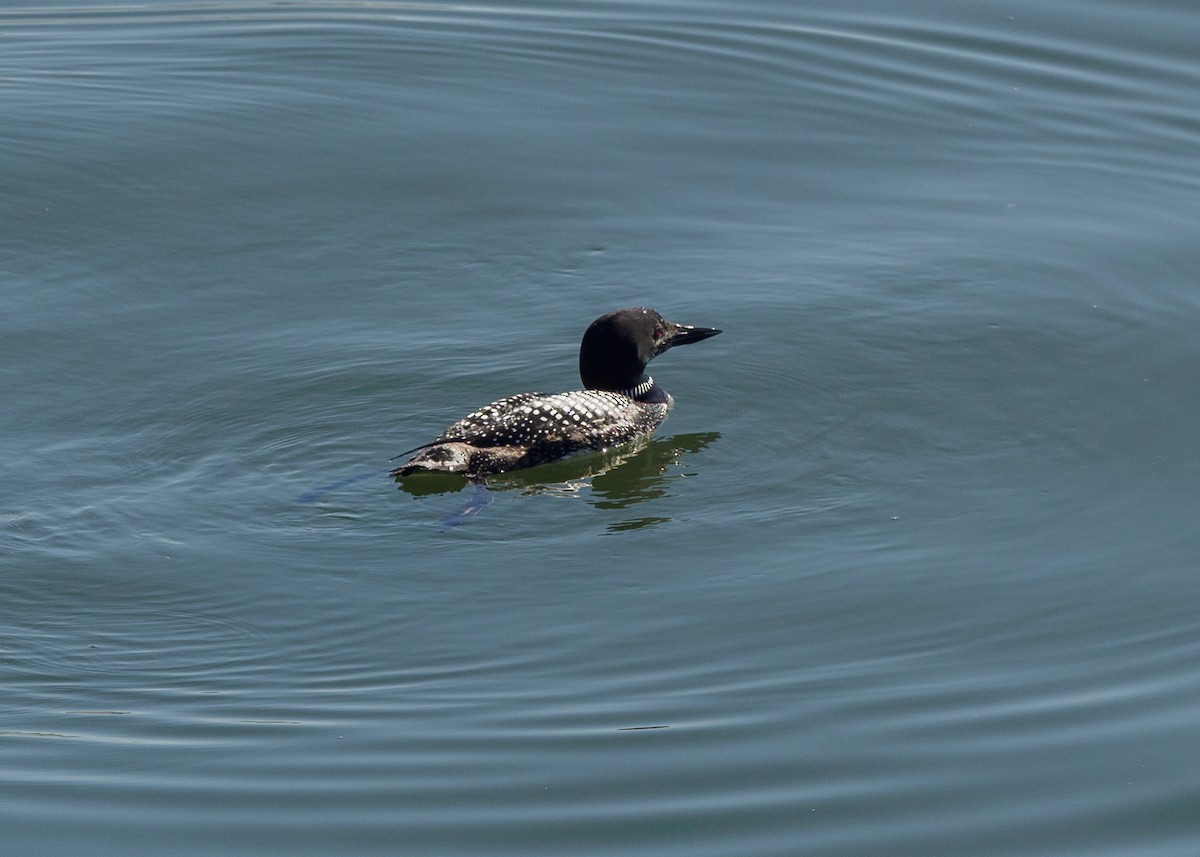 Common Loon - Grace Sanchez