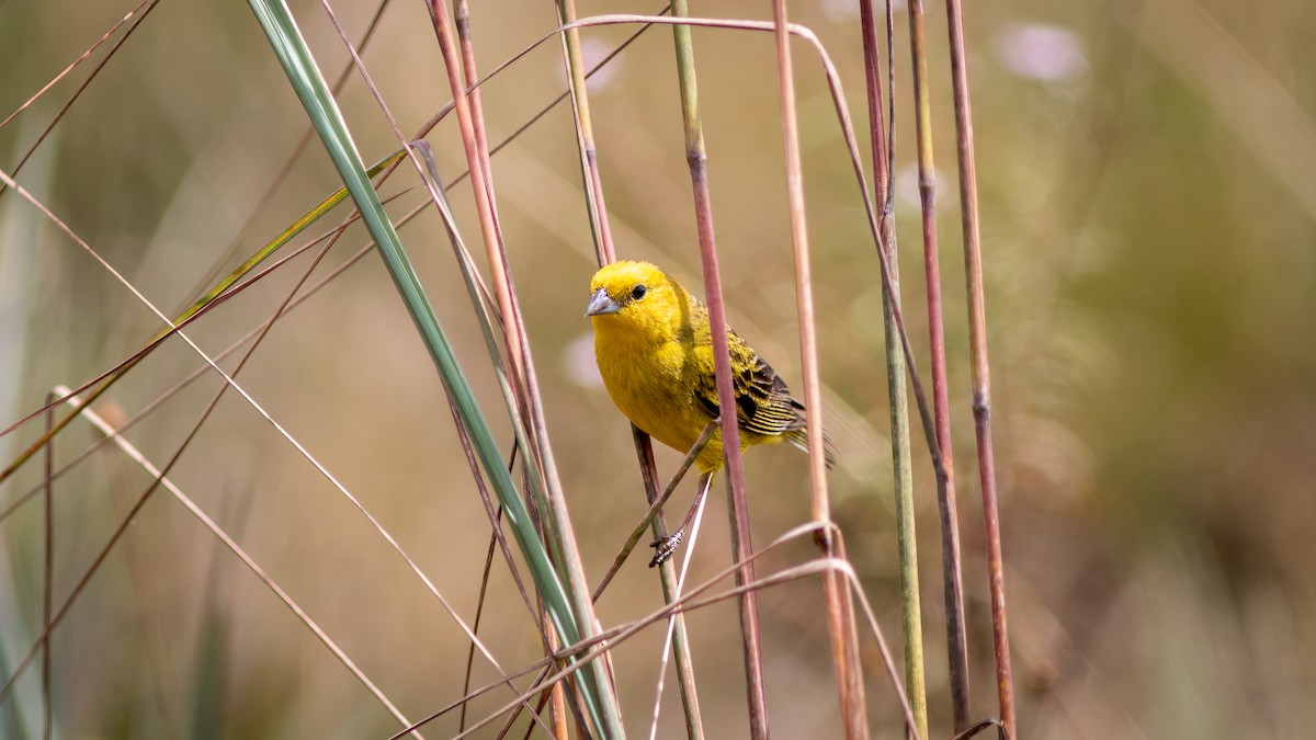 Stripe-tailed Yellow-Finch - Diego Murta