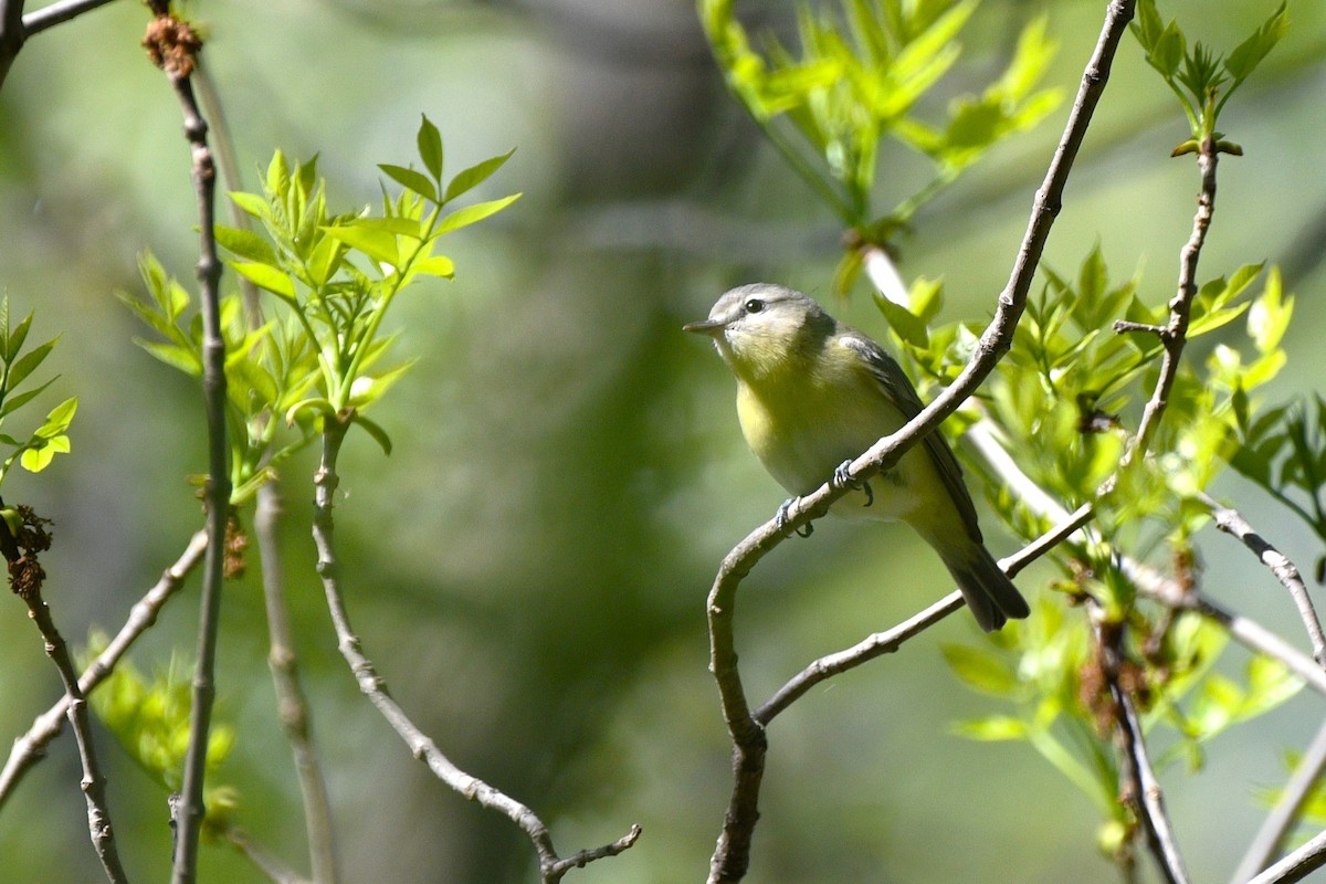 Philadelphia Vireo - Liz Harper